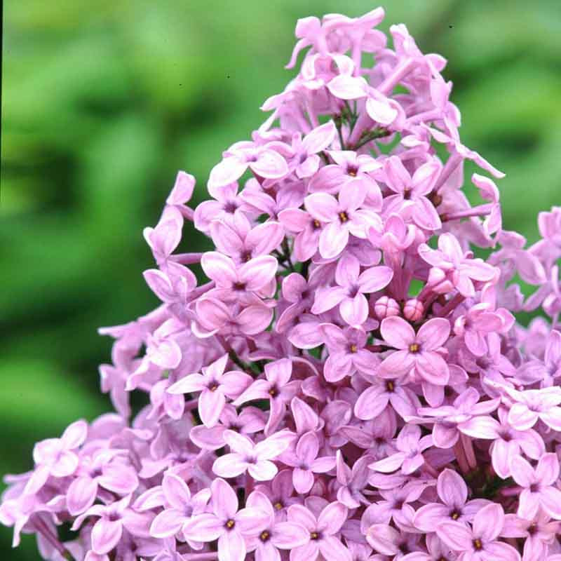 syringa-x-chinensis-lilac-sunday-chinese-lilac